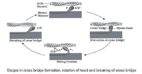 CBSE Class 11 Biology Locomotion And Movement Notes